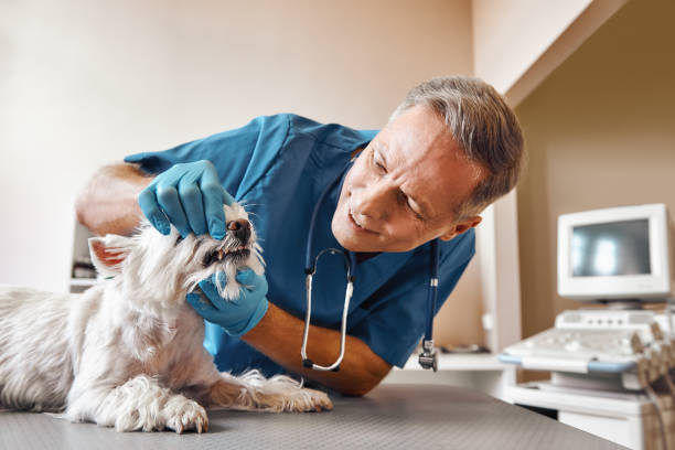 Best Same-Day Emergency Dental Services in Madison, AL
